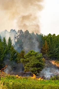 Wildfire engulfing forest creating heavy smoke in spain Stock Photos