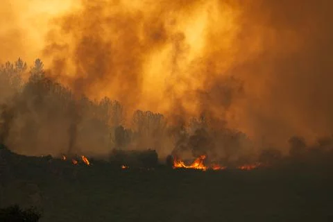 Wildfire engulfing forest creating smoke and flames 写真素材