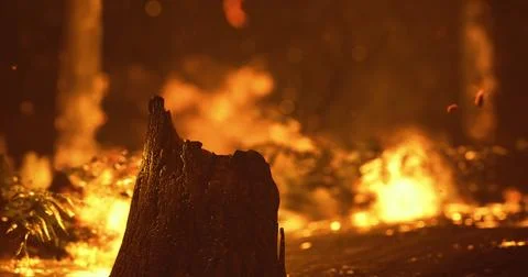 Wildfire engulfing forest at dusk with glowing flames and charred stump Stock Illustration