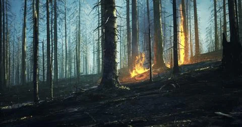 Wildfire engulfs forest in dramatic display of natures power イラスト素材