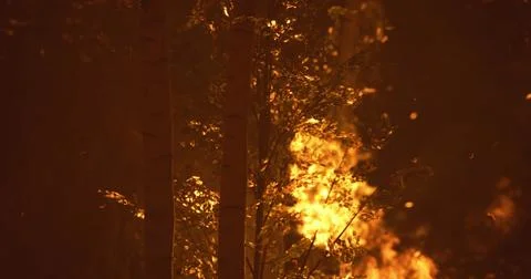 Wildfire engulfs forest at dusk creating a dramatic and dangerous landscape Stock Illustration