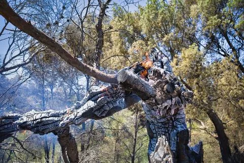 Wildfire engulfs tree trunk, smoke rises thick Stock Photos