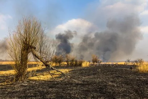 Wildfire in the field with burned dry grass and burned tree on a foreground Foto stock