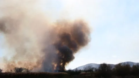 Wildfire in the field Stock Footage 162979771