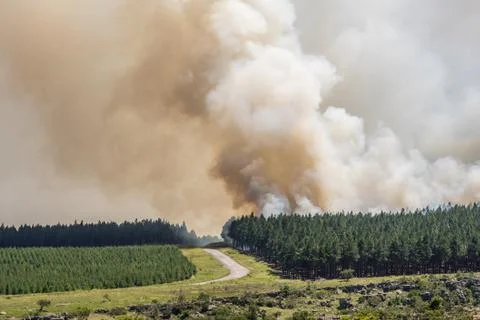 Wildfire, fire in a forest. Stock Photos