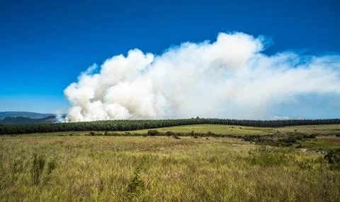 Wildfire, fire in a forest. Stock Photos
