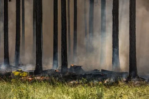 Wildfire, fire in a forest. Stock Photos