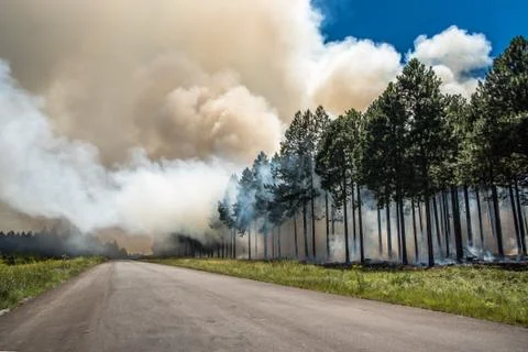 Wildfire, fire in a forest. Stock Photos