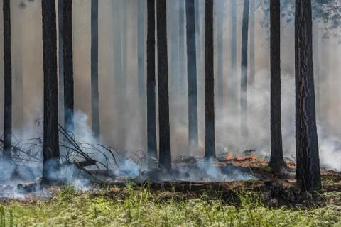 Wildfire, fire in a forest. Stock Photos