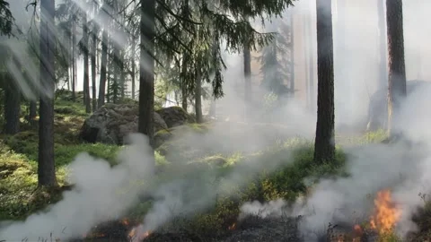 Wildfire Flames and Smoke in Dense Forest Stock Footage 337719021