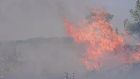 Wildfire flames and smoke 스톡 동영상 333912120