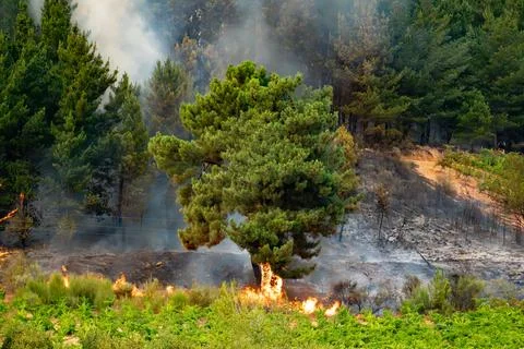 Wildfire flames consuming forest and vegetation in spain 写真素材