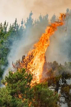 Wildfire flames engulfing trees in large forest Stock Photos