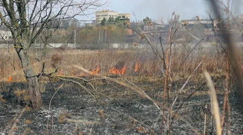 Wildfire Flames, Forest Fully Engulfed by Fire Video stock 57381839