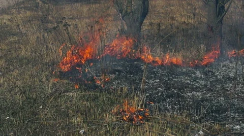 Wildfire Flames, Forest Fully Engulfed by Fire Video stock 57381885