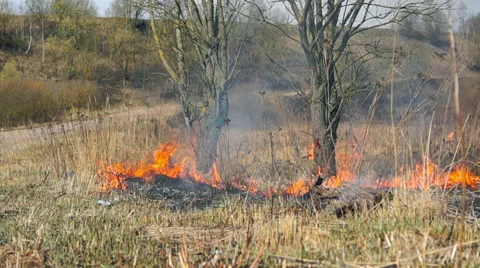 Wildfire Flames, Forest Fully Engulfed by Fire Video stock 57381908