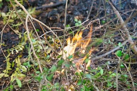 Wildfire flickers through tangled branches and undergrowth Stock Photos