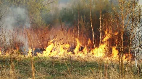 Wildfire Stock Footage 11043660