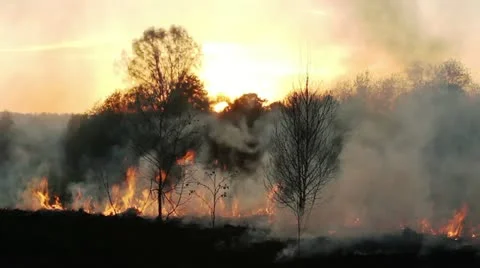 Wildfire Stock Footage 11044162