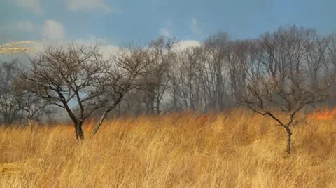 Wildfire Stock Footage 21848736