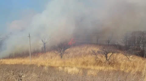 Wildfire Video stock 21849054
