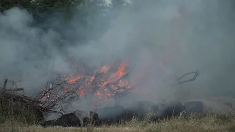 Wildfire Vidéo 91011652