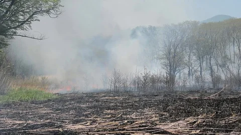 Wildfire Video stock 103085304