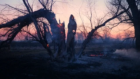 Wildfire Vídeo Stock 117361868