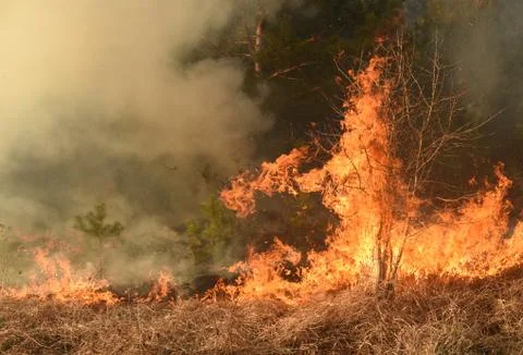 Wildfire, forest fire, burning forest Fotos de archivo