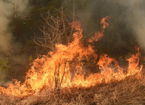 Wildfire, forest fire, burning forest Fotos Stock
