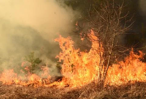 Wildfire, forest fire, burning forest Fotos Stock