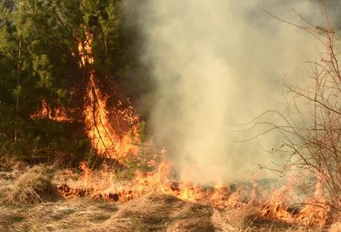 Wildfire, forest fire, burning forest Stock Photos