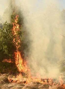 Wildfire, forest fire, burning forest Stock-Fotos