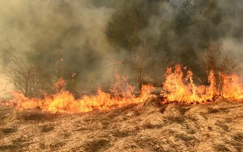 Wildfire, forest fire, burning forest Stock Photos