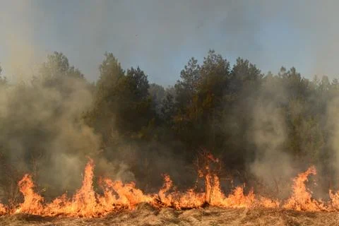 Wildfire, forest fire, burning forest Stock Photos