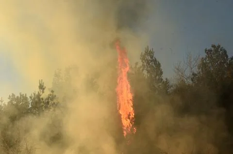 Wildfire, forest fire, burning forest Stock Photos
