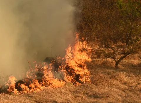 Wildfire, forest fire, burning forest Stock Photos