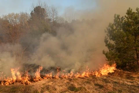 Wildfire, forest fire, burning forest Fotos Stock