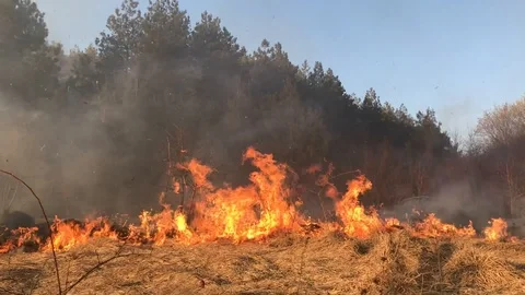 Wildfire, forest fire, field fire, burning forest Vidéo 105219086