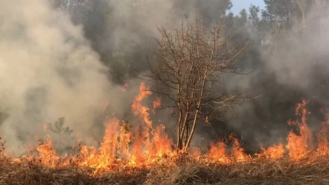 Wildfire, forest fire, field fire, burning forest Video stock 105219118