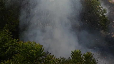 Wildfire, forest fire, thick smoke from the forest Stock Footage 263101741
