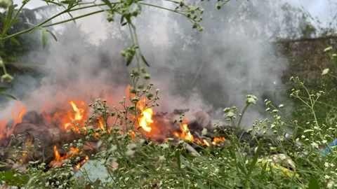 Wildfire on forest Video stock 166044410