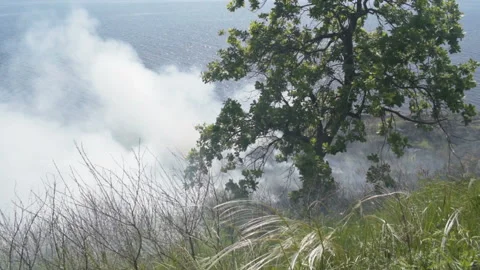 Wildfire in the forest, on a hillside with smoke Stock Footage 131388506