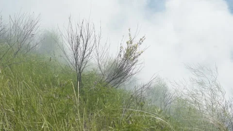 Wildfire in the forest, on a hillside with smoke Stockbeeldmateriaal 131388584