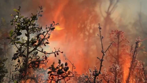 Wildfire in the forest. Trees, bushes, shrubs and grass on fire during the day Stock Footage 99156899