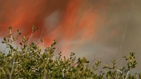 Wildfire in the forest. Trees, bushes, shrubs and grass on fire during the day Stock Footage 99156915