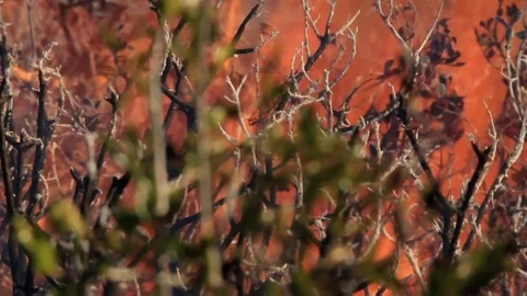 Wildfire in the forest. Trees, bushes, shrubs and grass on fire during the day Stock Footage 99156920