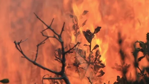 Wildfire in the forest. Trees, bushes, shrubs and grass on fire during the day Stock Footage 99156923
