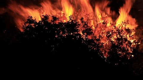 Wildfire in the forest. Trees, bushes, shrubs and grass on fire during the day Stock Footage 99156929