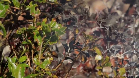 Wildfire in the forest. Trees, bushes, shrubs and grass on fire during the day Stock Footage 99156941